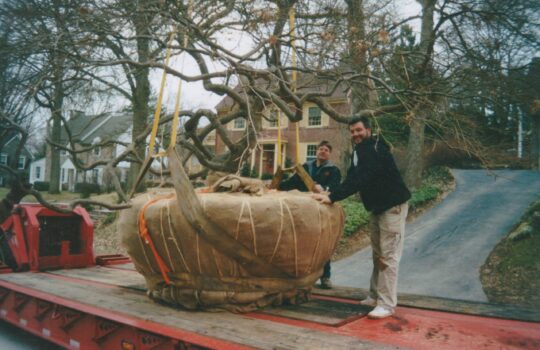 BigLarge-Tree-Removal-4 planting large tree root ball