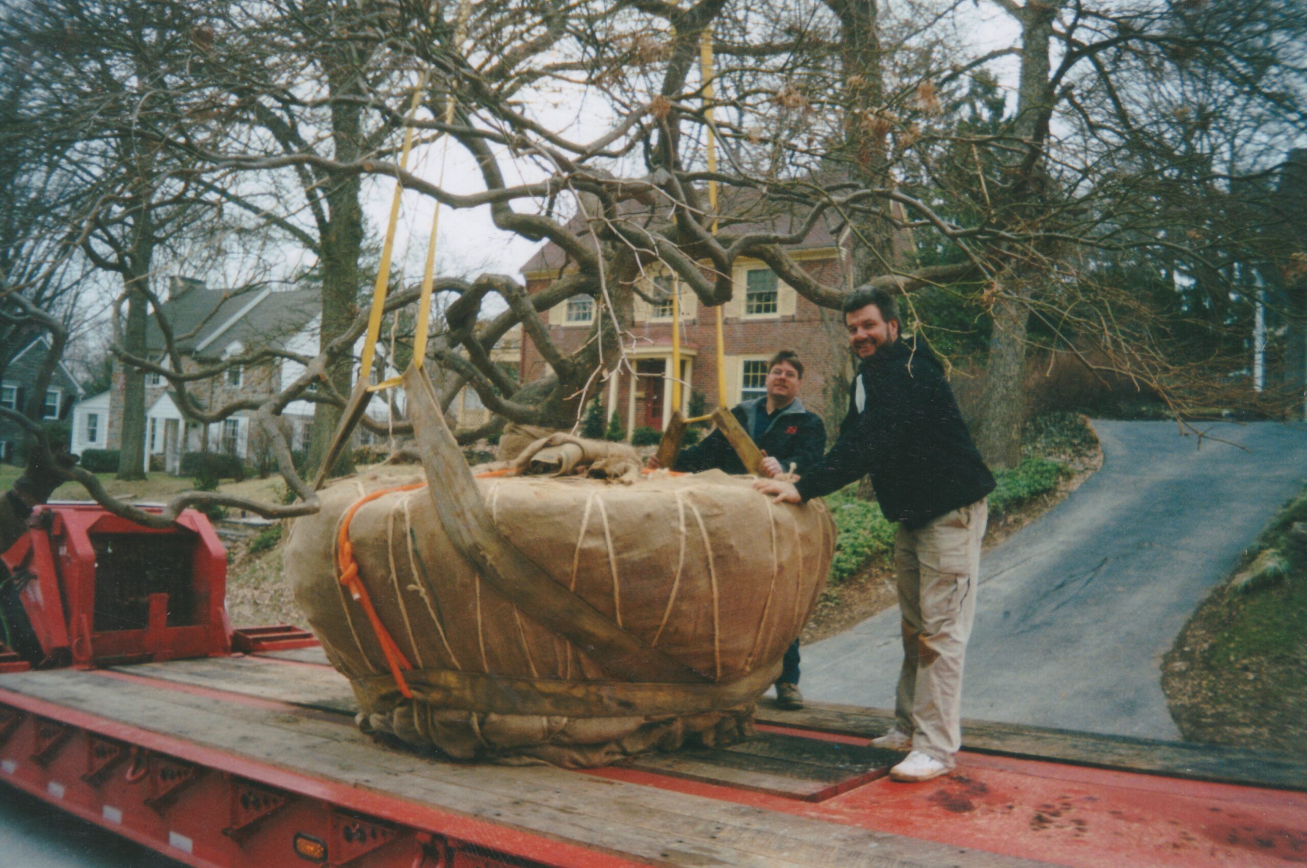 BigLarge-Tree-Removal-4 planting large tree root ball